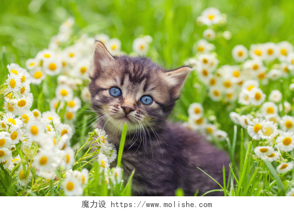 花丛中的小猫花草坪上的小猫